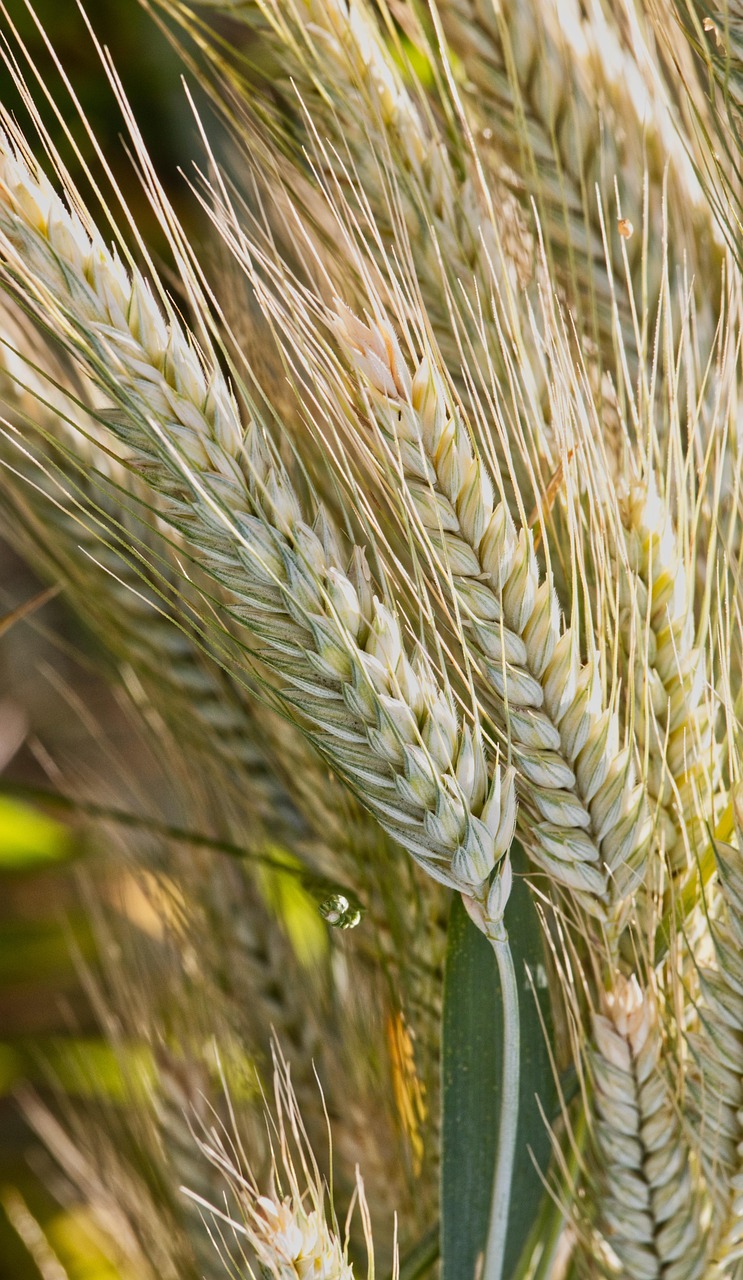 getreide, natur, schöne natur, sommer, ears of corn, nahaufnahme, landwirtschaft, wachstum, lebensmittel, ernte, hintergrund, hintergrundbild, feld, stengel, poster, agricultural economics, fotos